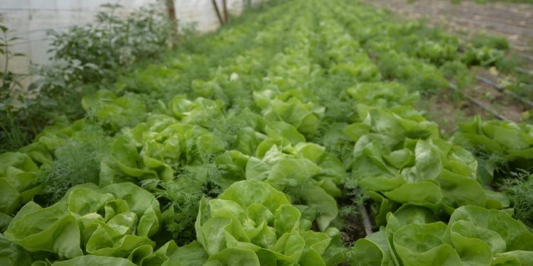 producatorii-locali-livreaza-legume-autohtone-in-supermarketuri-in-toate-lunile-anului