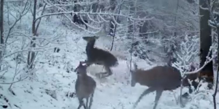 video.-imagini-inedite-cu-un-cerb-si-mai-multe-ciute-care-se-joaca-in-zapada