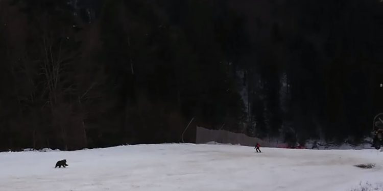 video.-schior-fugarit-de-urs-pe-o-partie-din-predeal