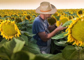 3 boli care afectează floarea-soarelui și cum să le previi
