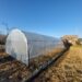 Cum a reușit un cuplu tânăr din Bistrița să transforme o curte părăsită într-o mică afacere cu legume proaspete – totul cu un solar de grădină de la solarii-izosun.ro